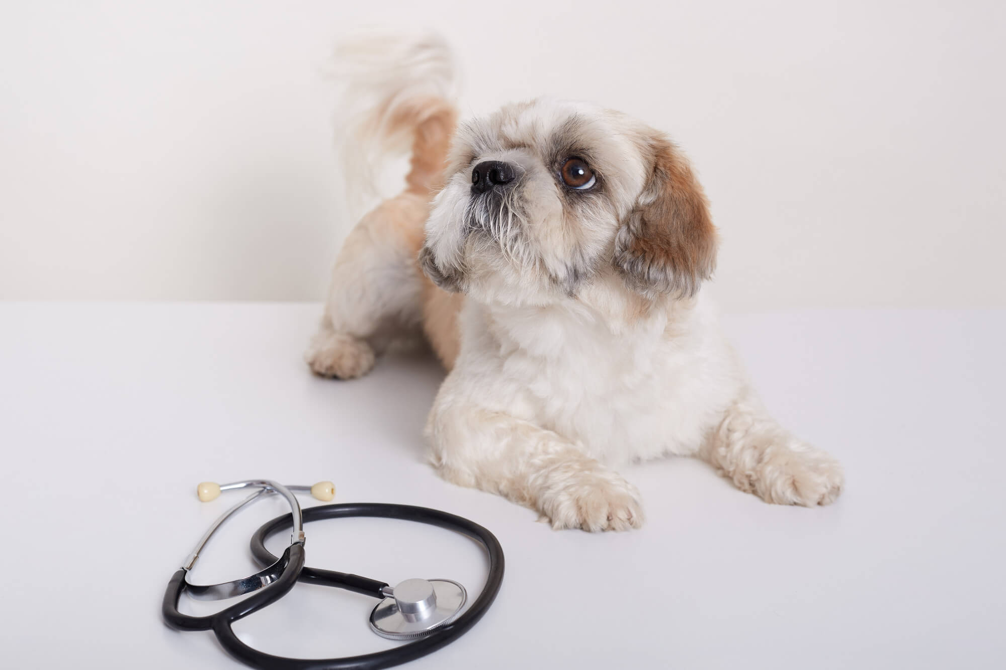 Veterinarian in Russellville, KY